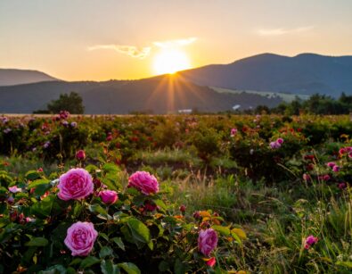 Podróż z zapachem po Dolinie Róż w Bułgarii
