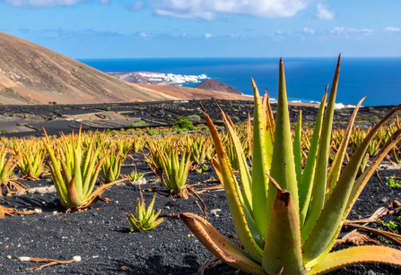 kanaryjski aloes