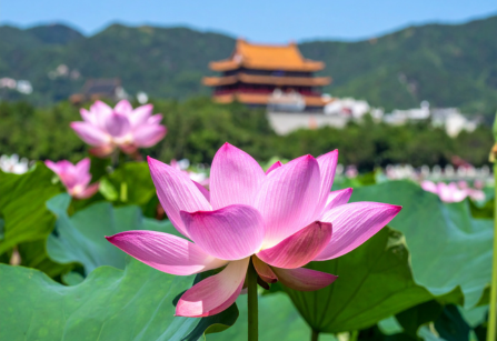 azjatycki kwiat lotosu