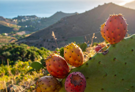 sycylijska opuncja figowa