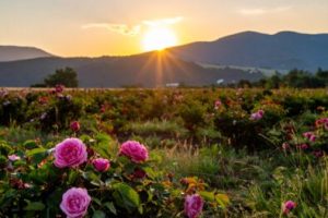 bałkańskaróża damsceńska