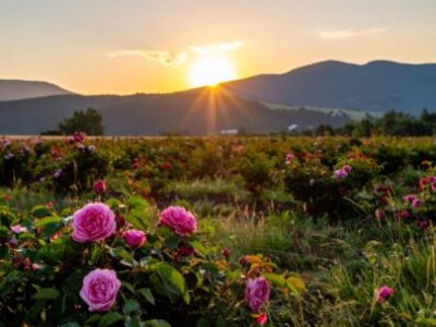 bałkańskaróża damsceńska