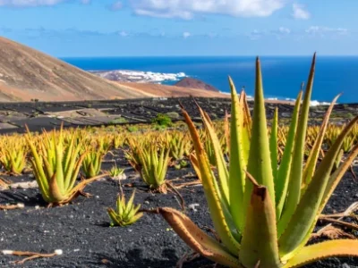 Kanaryjskim szlakiem aloesu Lanzarote