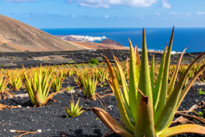 kanaryjski aloes