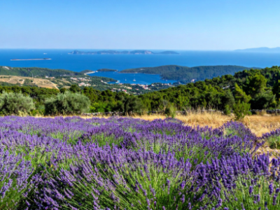 dalmatyńska lawenda dalmatyńska