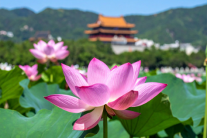 azjatycki kwiat lotosu