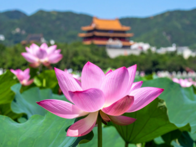 azjatycki kwiat lotosu