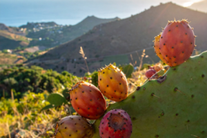 sycylijska opuncja figowa