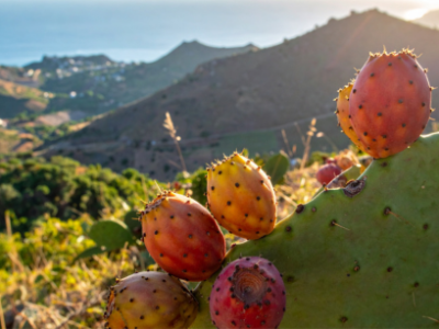 sycylijska opuncja figowa